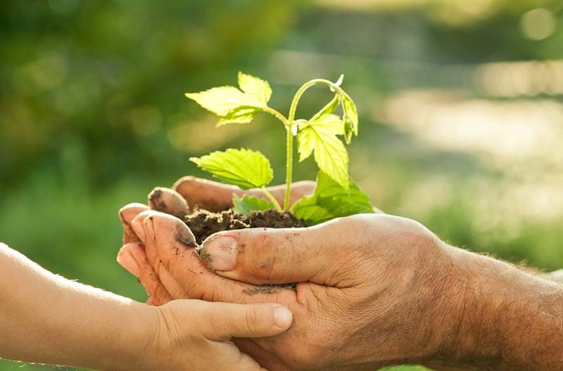 Mature hands and a child's hand holding a seedling plant in soil.